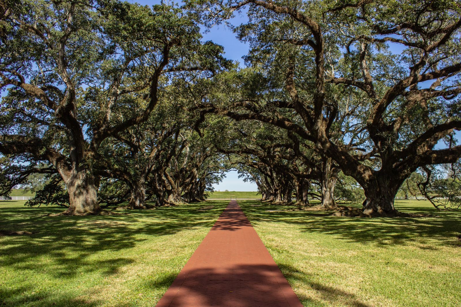 Avenue of live oaks along a path in Vacherie, Louisiana, on the River Road